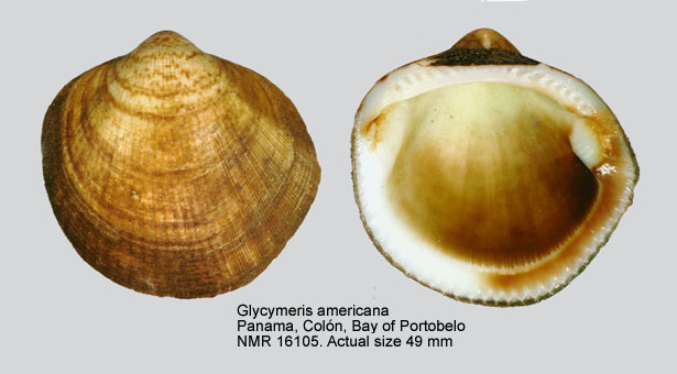 Glycymeris americana.jpg - Glycymeris americana(Defrance,1826)